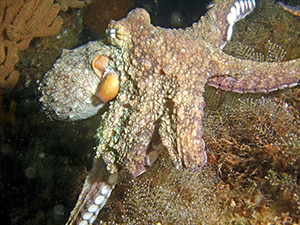 Diving the Midriff Islands