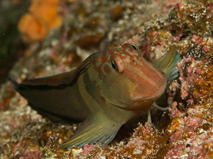 Diving the Midriff Islands