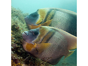 Diving the Midriff Islands