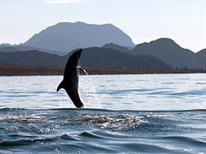 Diving the Midriff Islands