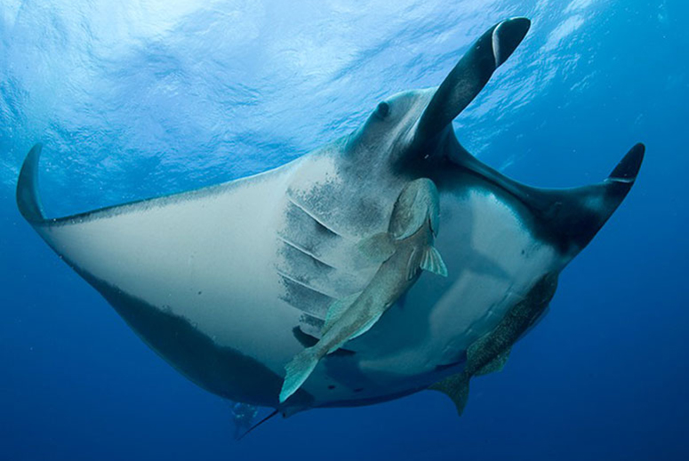 Manta Ray in Socorro Islands