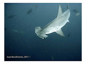 Diving the Socorro Islands