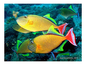 Diving the Socorro Islands