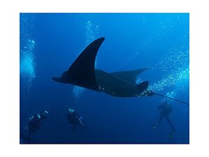 Diving the Socorro Islands