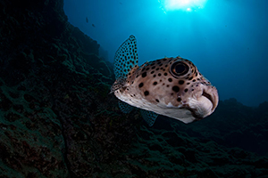 Diving the Socorro Islands