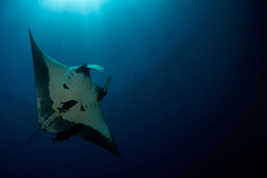 Diving the Socorro Islands