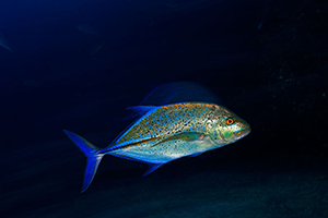 Diving the Socorro Islands