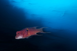 Diving the Socorro Islands