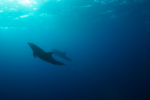 Diving the Socorro Islands