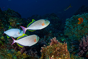 Diving the Socorro Islands