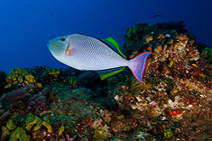 Diving the Socorro Islands