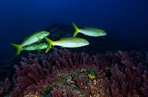 Diving the Socorro Islands