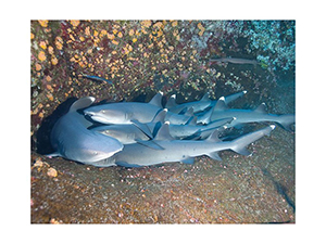 Diving the Socorro Islands