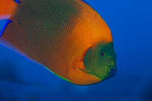 Diving the Socorro Islands