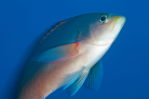 Diving the Socorro Islands