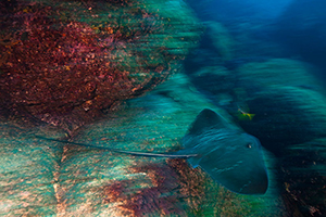 Diving the Socorro Islands