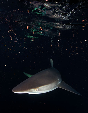 Diving the Socorro Islands