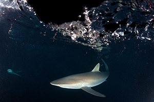 Diving the Socorro Islands