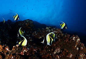 Diving the Socorro Islands