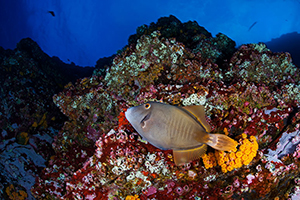 Diving the Socorro Islands