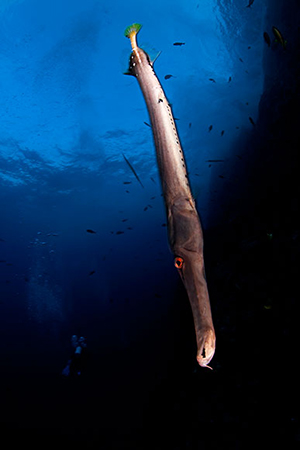 Diving the Socorro Islands