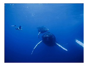 Diving the Socorro Islands