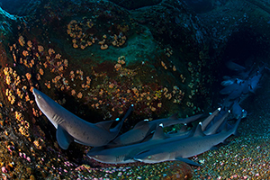 Diving the Socorro Islands