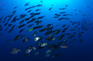 Diving the Socorro Islands