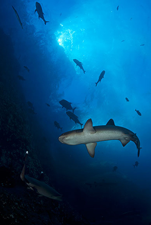 Diving the Socorro Islands