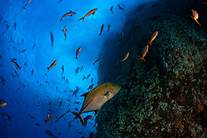 Diving the Socorro Islands