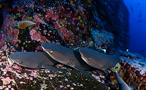 Diving the Socorro Islands