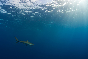 Diving the Socorro Islands