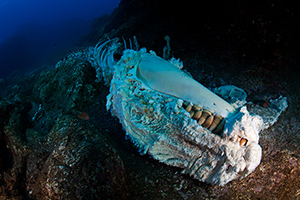 Diving the Socorro Islands