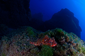 Diving the Socorro Islands