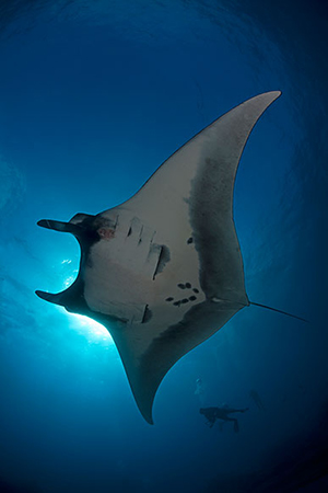 Diving the Socorro Islands