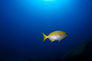 Diving the Socorro Islands