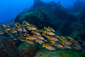 Diving the Socorro Islands