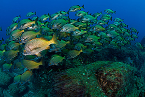 Diving the Socorro Islands