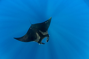 Diving the Socorro Islands