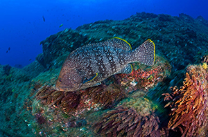 Diving the Socorro Islands