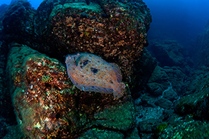 Diving the Socorro Islands