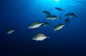 Diving the Socorro Islands