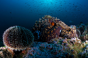 Diving the Socorro Islands