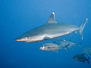 Diving the Socorro Islands