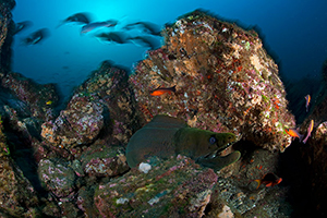 Diving the Socorro Islands