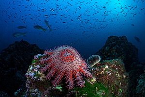 Diving the Socorro Islands