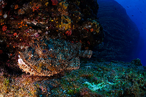 Diving the Socorro Islands