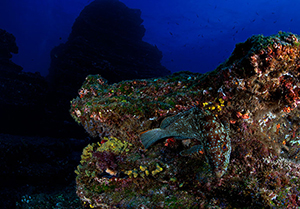 Diving the Socorro Islands