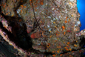 Diving the Socorro Islands