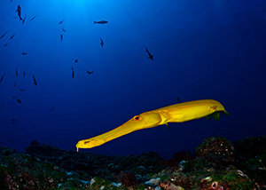 Diving the Socorro Islands